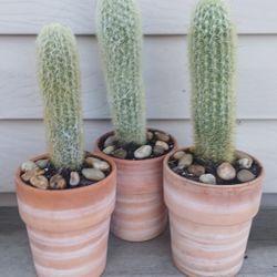 Old Man Cactus Plants 🪴 $6 Each 