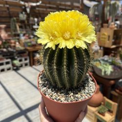 Notocactus Magnificus Balloon Cactus 6”