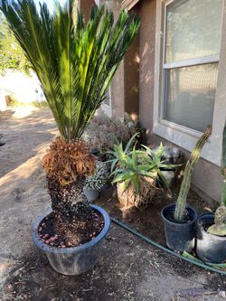 Large Sago Palm in Pot