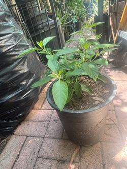 5 gallons muicle or chichipince plant