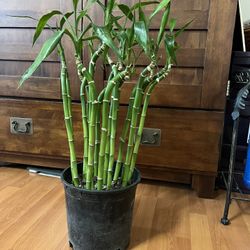 Lucky Bamboo ( 27” tall)