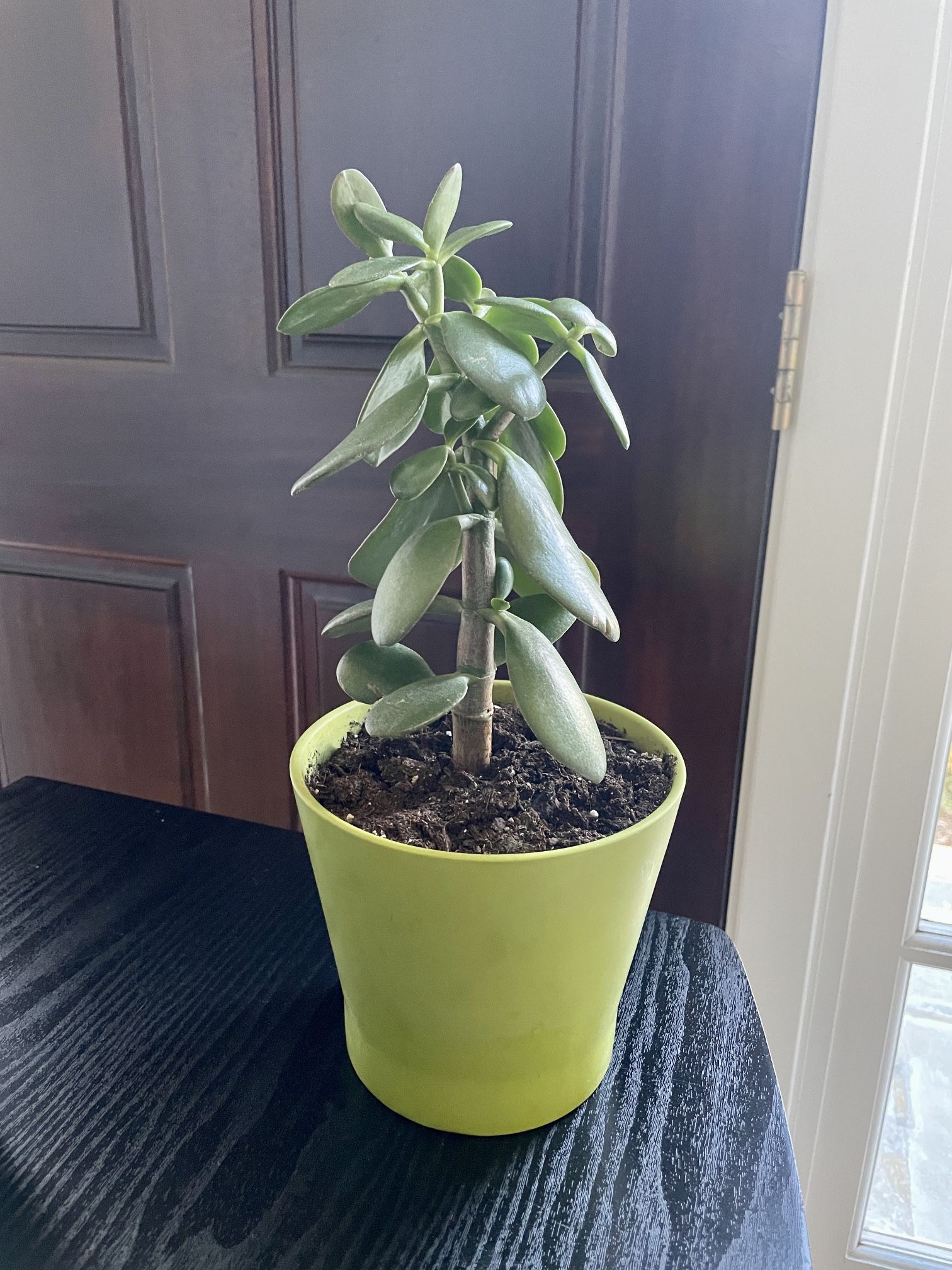 Succulent Jade Plant In Ceramic Pot 