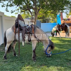 Pony Rides Petting Zoo 
