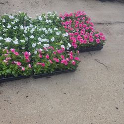 Teresitas 1/4 plantas