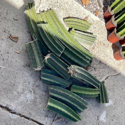 Peruvian Apple Cactus Center Cuttings — Beautiful, Fast-Growing, and Low Maintenance!