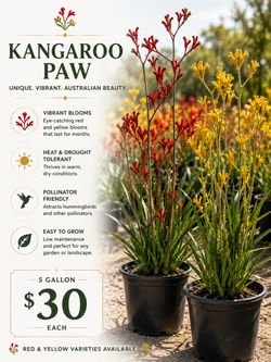 Kangaroo Paw