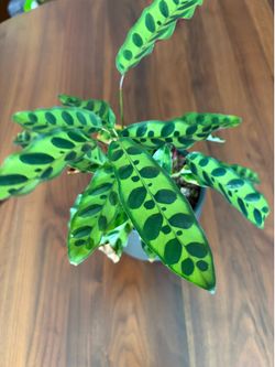 Easyplant - Small Rattlesnake Calathea plant w/ Self Watering Pot