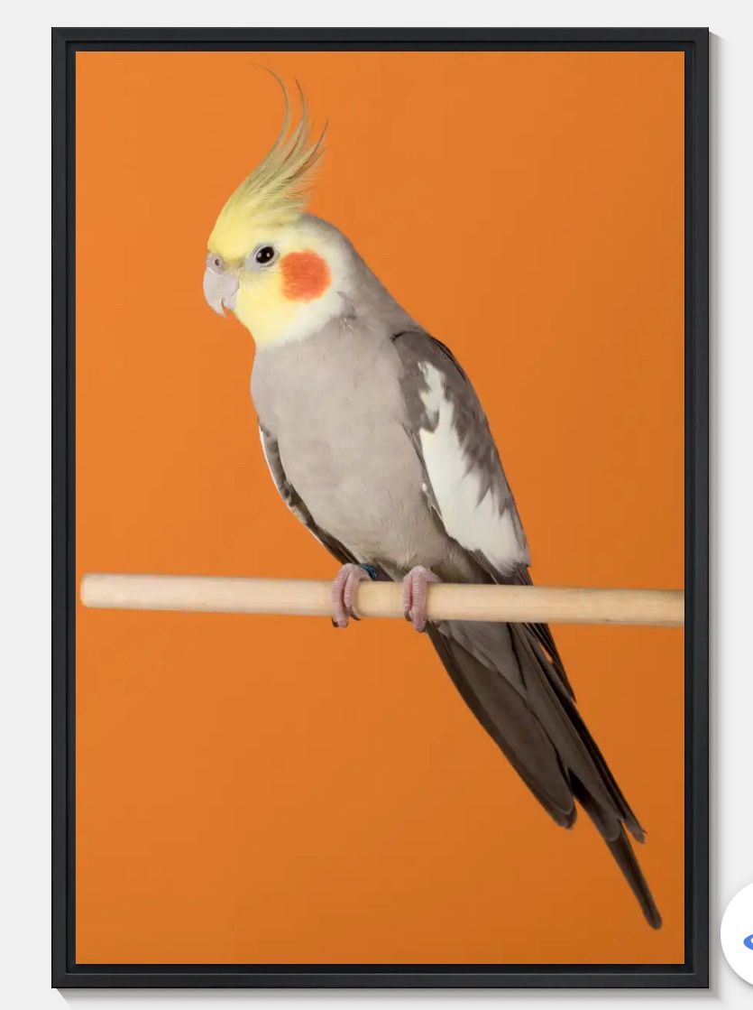 Cockatiels Picture Frame