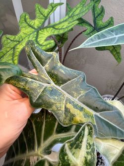 Pseudo aurea alocasia CORM