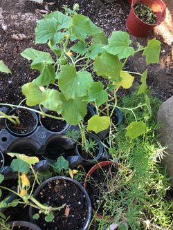 Cucumber plant in 3 in pot