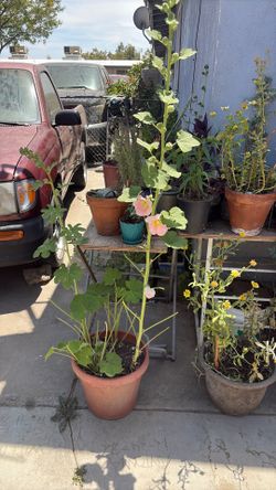 Plantas frutales(durasno,aguacate, papaya ) Ruda, malva,oregano entre otros