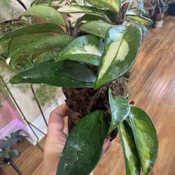 Mounted Hoya Krimson Princess ( Established Plant)