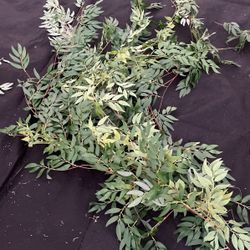 5ft Artificial Vine -10 Pieces 