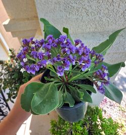 🪻 Limonium (Sea Lavender)🪻🌿