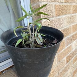 Madre de mil-Mother of Thousands plants in pot