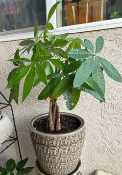 Indoor plants  in a new ceramic pots .. almost 1 ft tall all 3 ..$40.00  EA.. firm