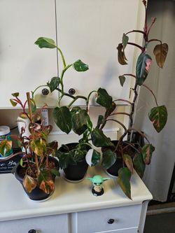 Rare Deal Philodendron House Plants Set