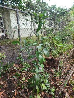 Fruit Tree
