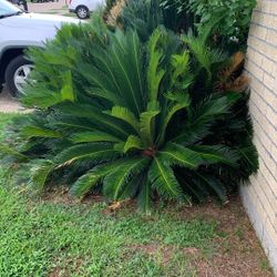 Palm