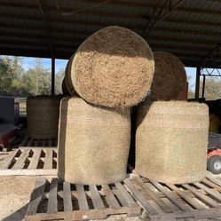 Perineal Peanut- 42” Round Bales 
