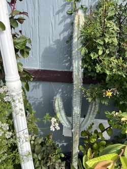 Rare Cactus 4.5 Tall in 5 Gallons Pot 