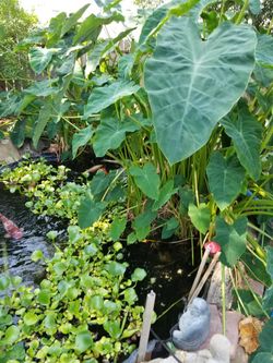 Pond Plants