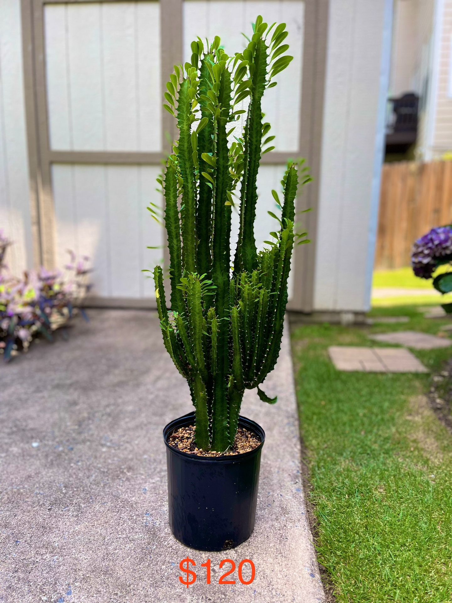 Cacti 40” Tall
