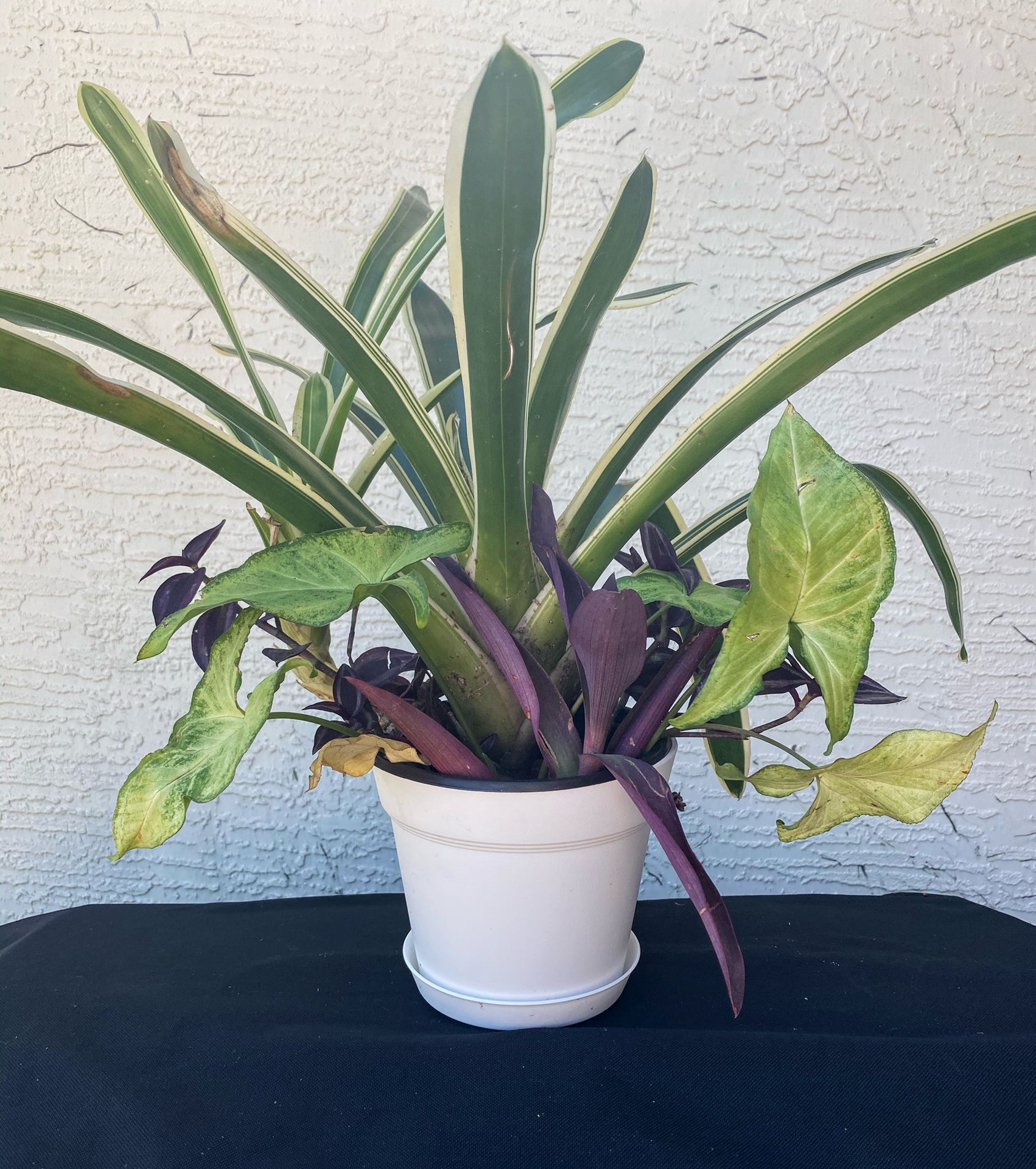 Container garden plant