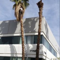 Palm Tree Trimming 