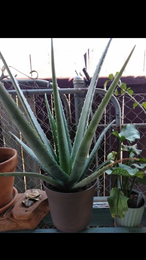 🌿aloe vera plant