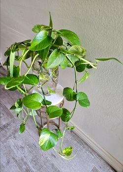 Indoor plant with vase