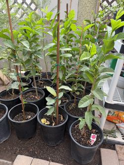 Pink Guava Treey3F $35 Each Price Firm