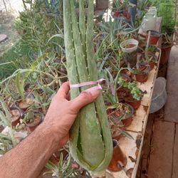 Alovera Plants Different Sizes 