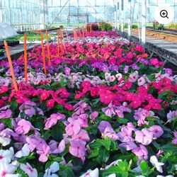 Periwinkle Flowers 🪴🩷🤍💜