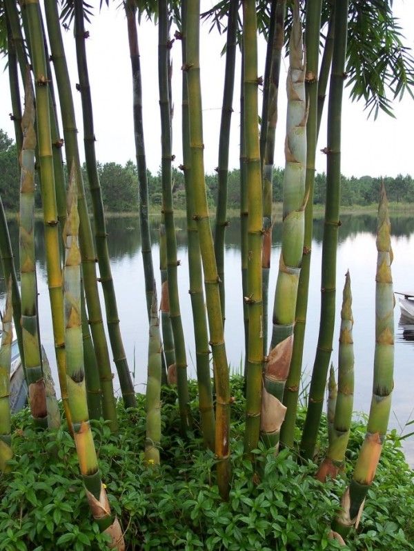 Clumping Timber Bamboo ~ Bambusa oldhamii