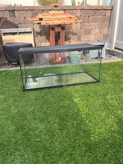 Lizard cage