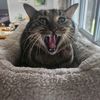 Hailey