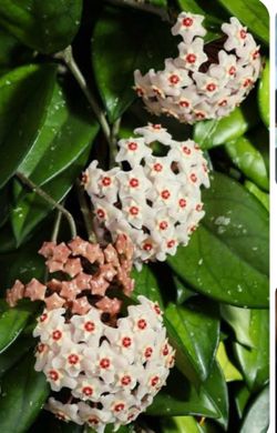 Hoya Carnosa plant ( sample) pink white flower