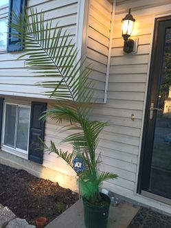 Potted majestic Palm Tree Plant