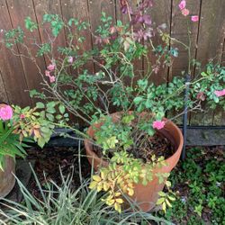  Pink Rose Shrub In A Large Terracotta Pot.