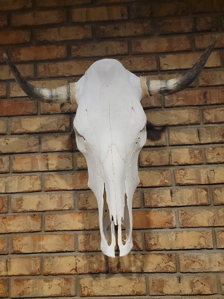 Bull Cow Skull With Cool Curves Horns Ready To Wall Hang