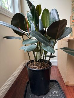 Houseplants - Rubber Fig, Snake Plants, etc