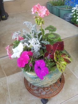 nice flower in a pot