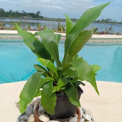 11" Staghorn Fern French Silver Elkhorn