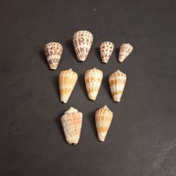 Beautiful Lot Of 9 Cone Shell Collection 1.25" To 2"