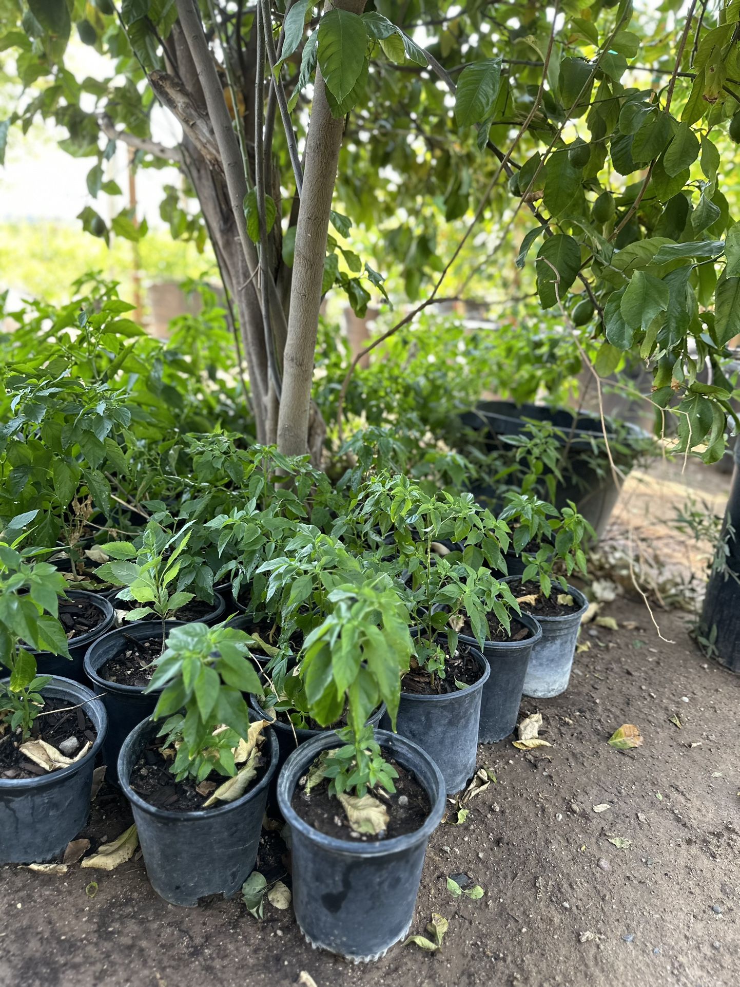 Chiltepin 1 Gallon $8 Each