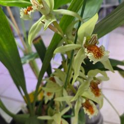 Orchid, Coelogyne Asperata