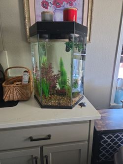 20  gallon aquarium 