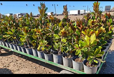 Magnolias Tree 3gallones 3ft Tall 