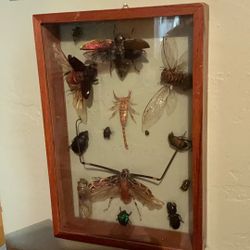 Vintage   Reel   Bug  Taxidermy  Display  Framed  Box Art 11 X 9  Bugs 
